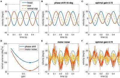 Low Gain Values of the Vestibulo-Ocular Reflex Can Optimize Retinal Image Slip